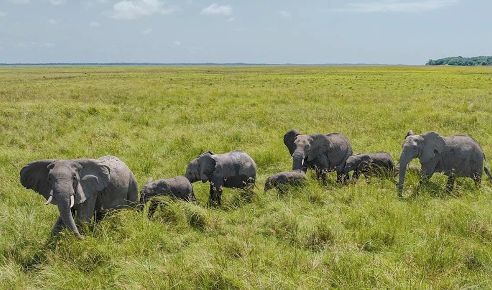 Elephants